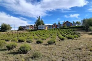 Caja De Servicios Sociales