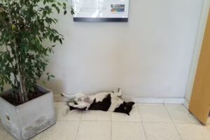 Cajero Automatico Banco Credicoop Chivilcoy